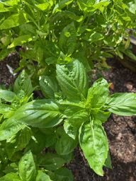 Italian basil growing in a sunnyg garden, close up on one bunch from above