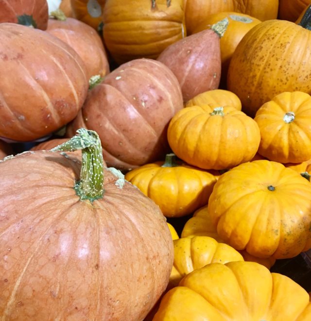 Pile of pumpkins! Close up of pumpkin display at grocery store: Big soft orange-red ones with thick stems, and smaller orange-yellow ones with strong shapes, all jumbled in a pile.