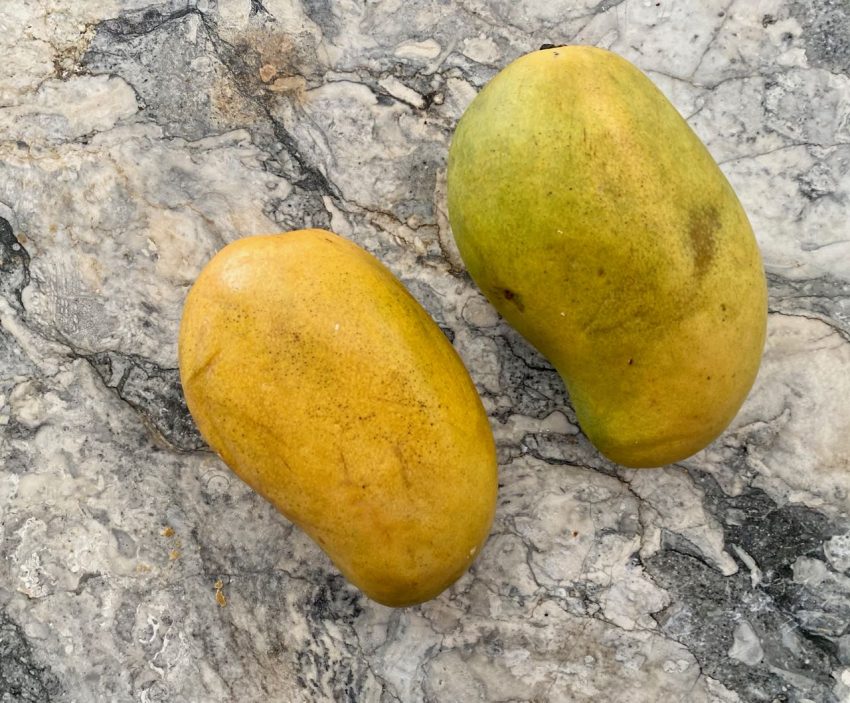 Two tear-drop shaped mangoes placed on a marble countertop
